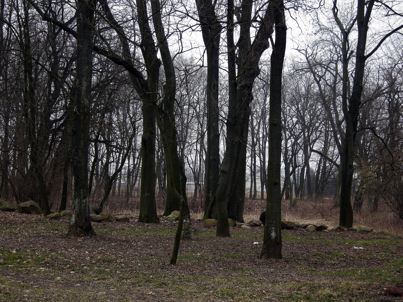 Park, Zakrzew