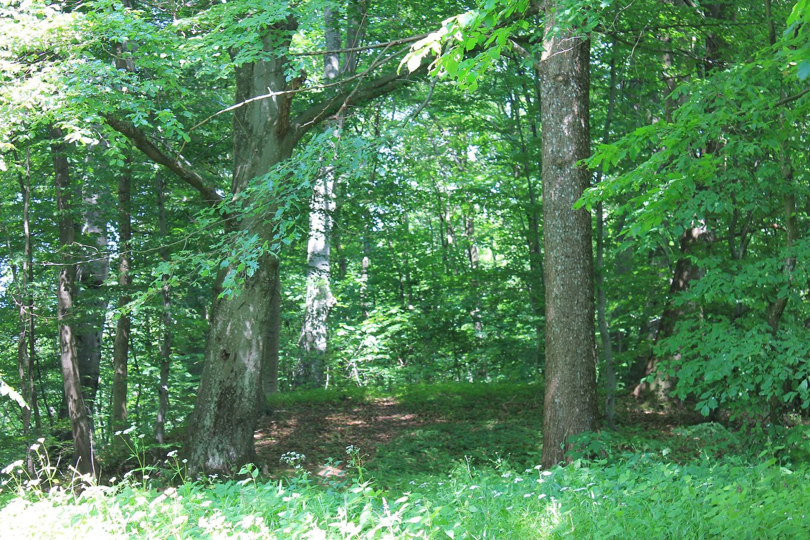 Park, Cybulino
