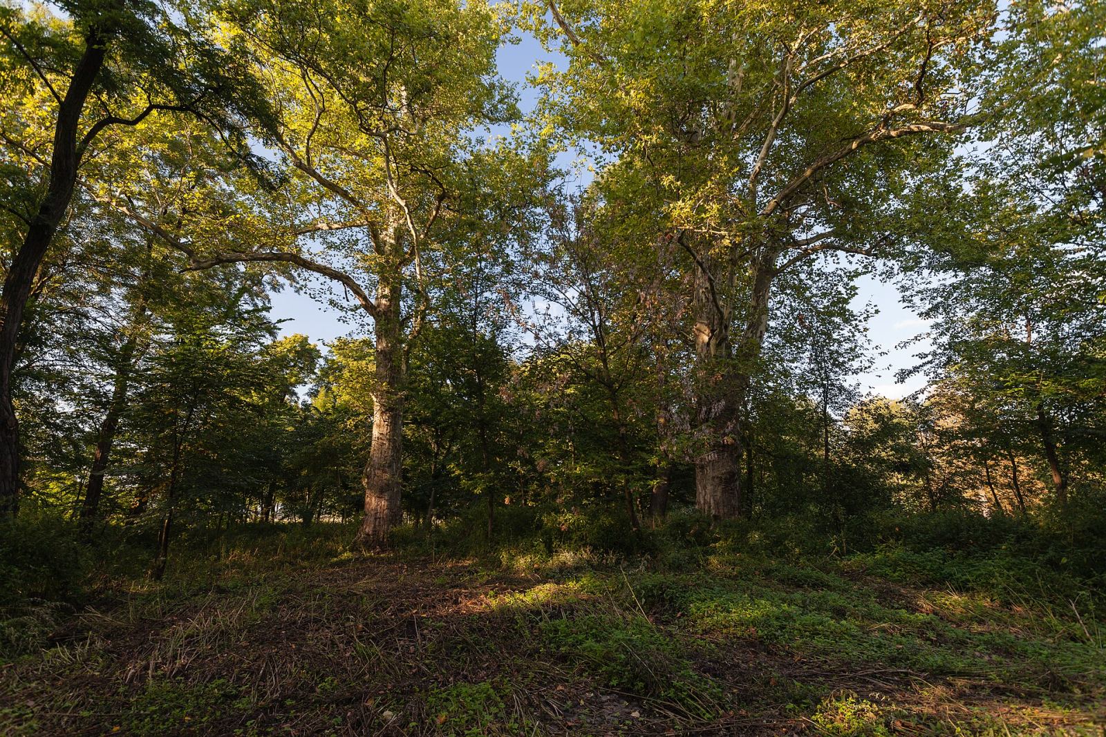 Park, Żerniki Wielkie