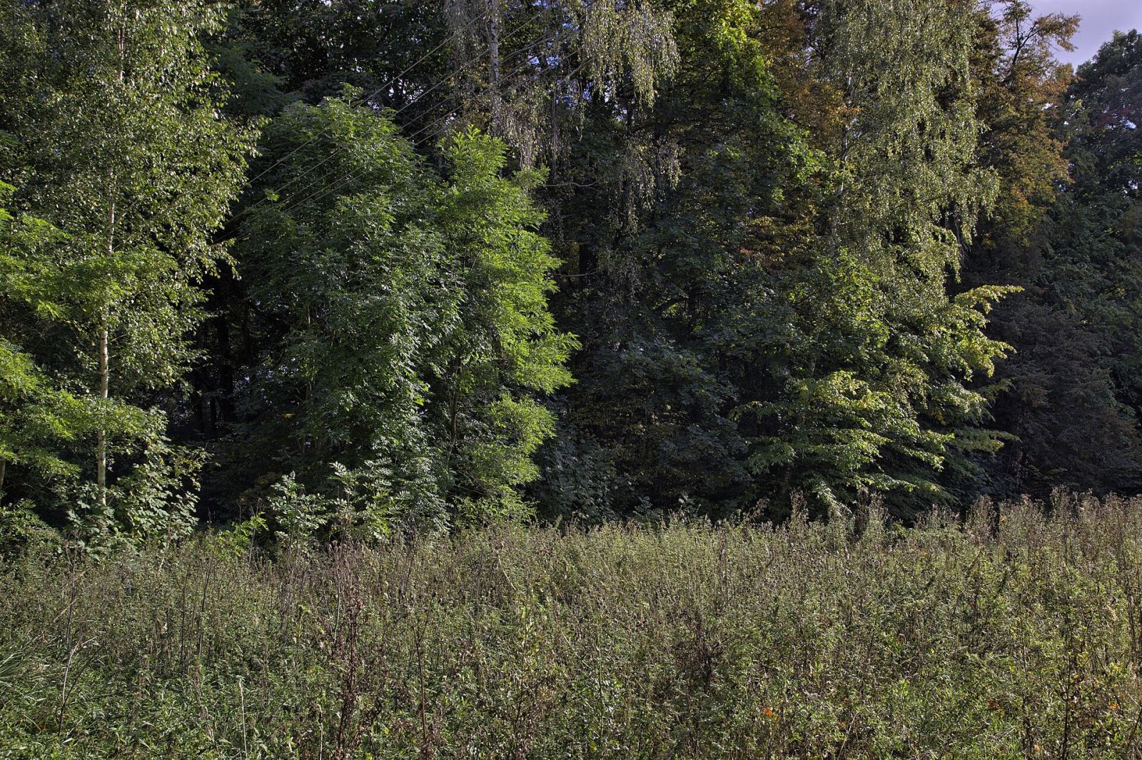 Park dworski, krajobrazowy, Wola Wydrzyna