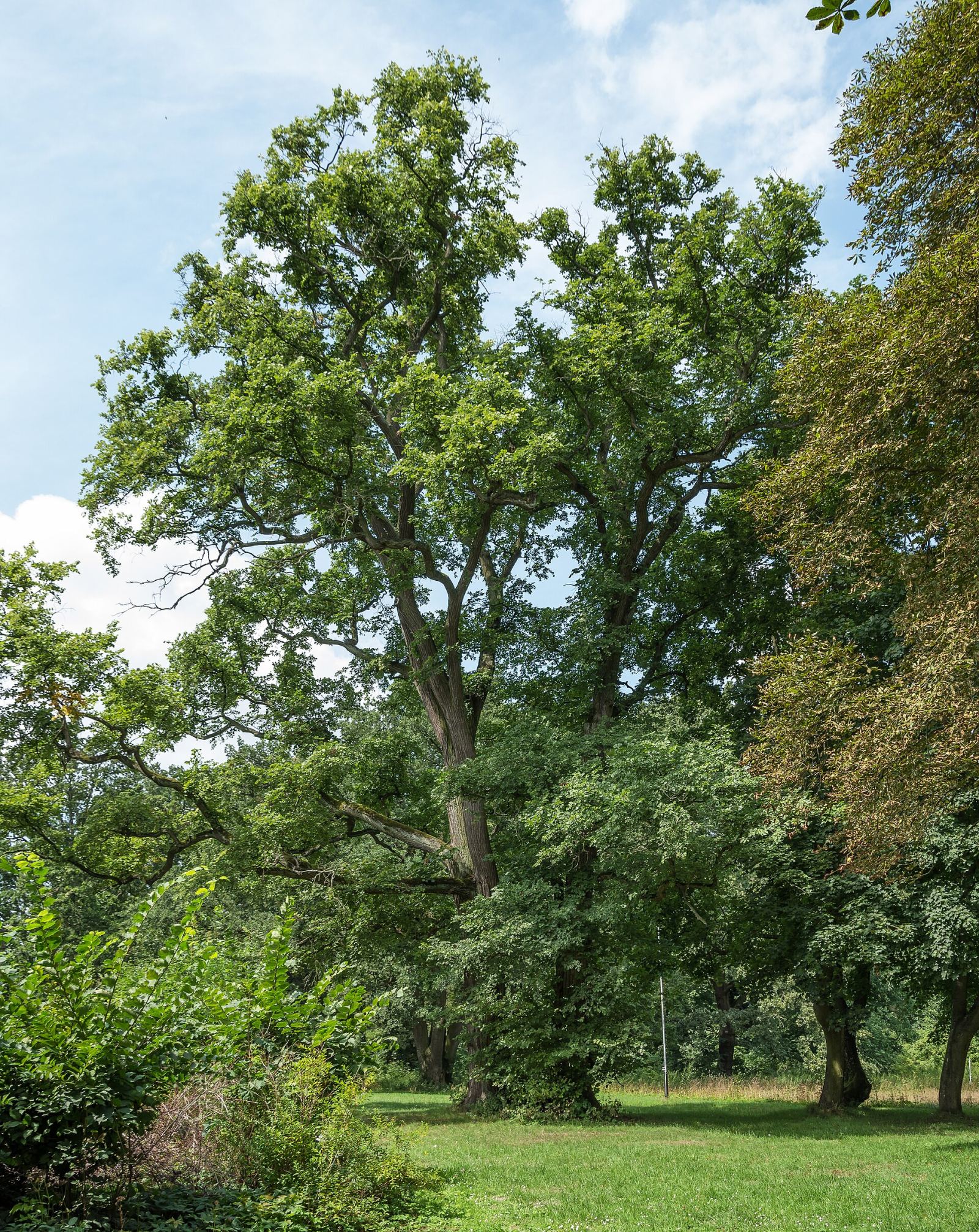 Park, Gościeszyn