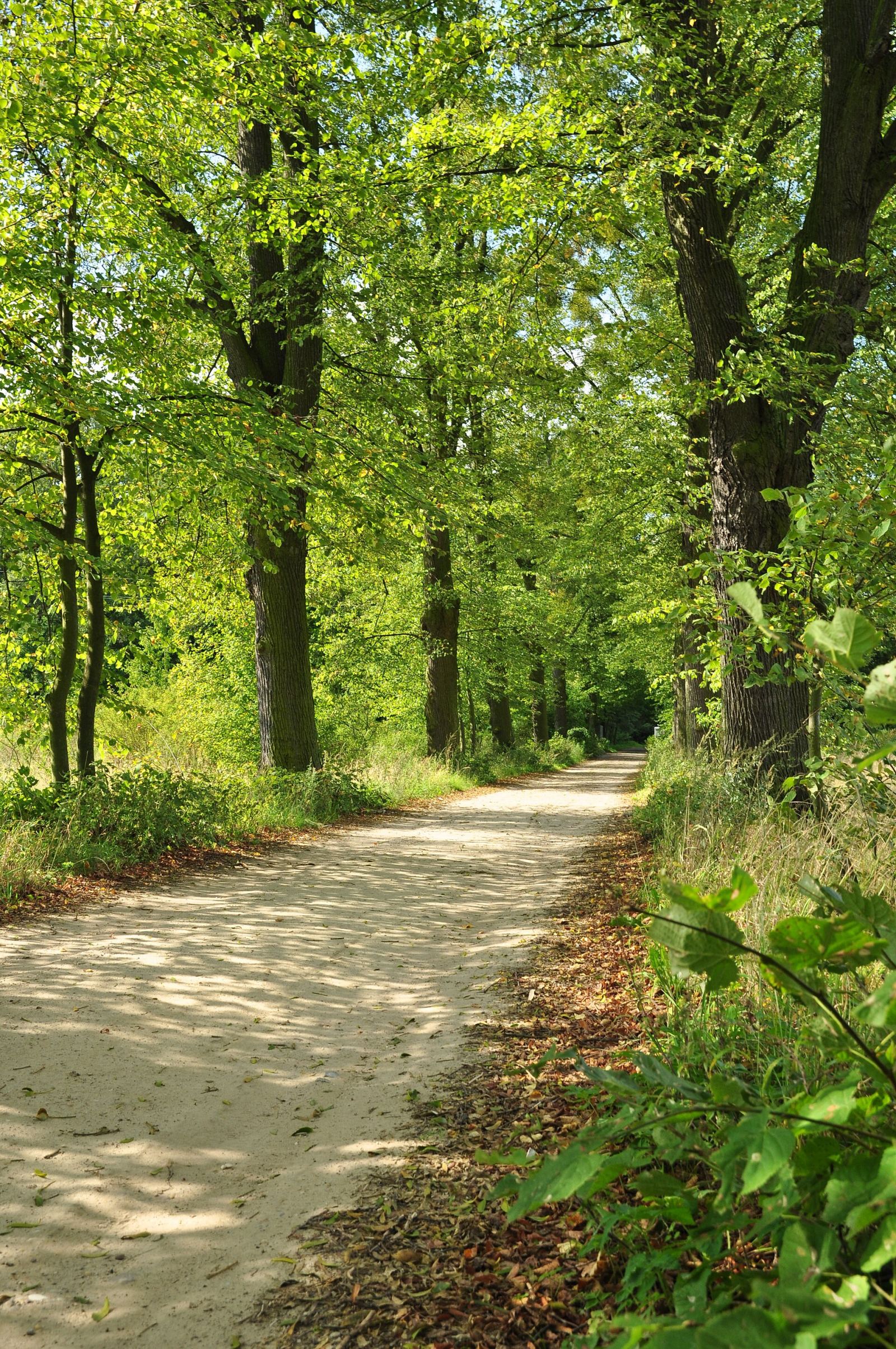 Park leśny, Wojnowice