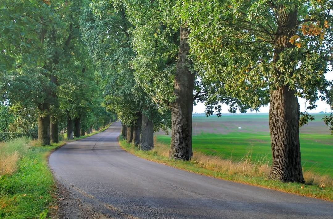 Przydrożna aleja dębowa, Janiszewo