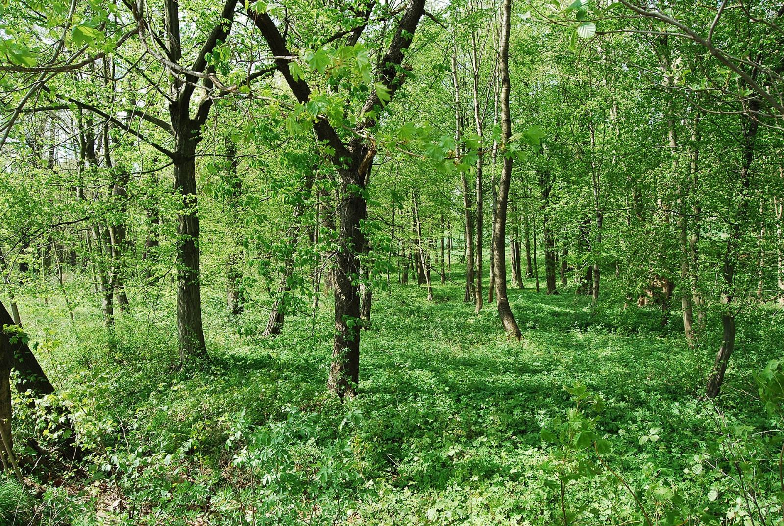 Park, Przeździedza