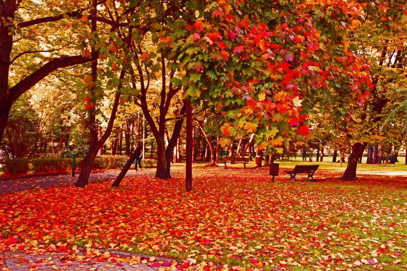 Park, Warta