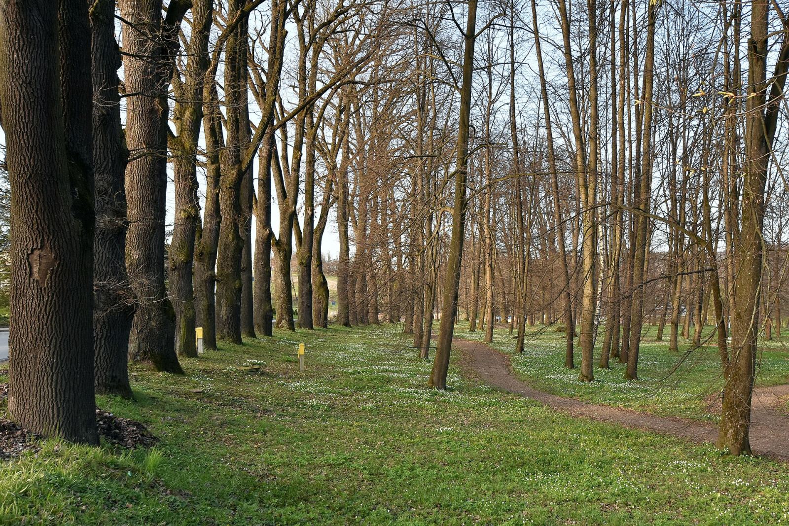 Park dworski, Jasienica Rosielna